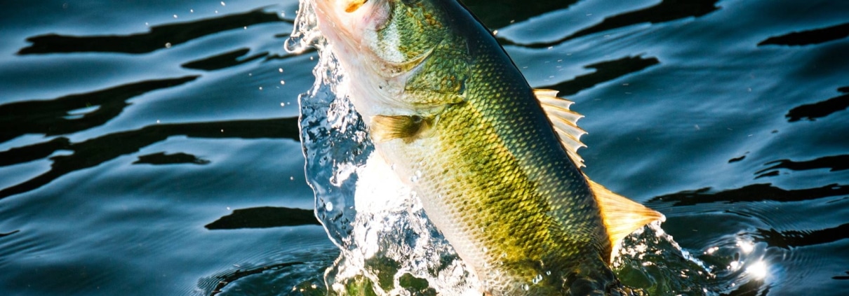 Bass Fishing