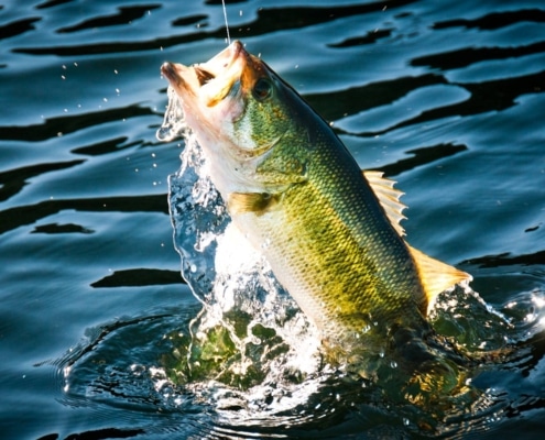 Bass Fishing