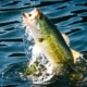 Bass Fishing